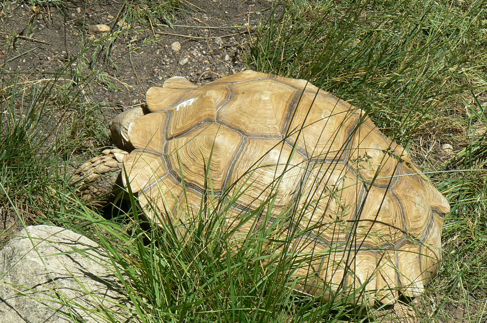 African spurred tortoise