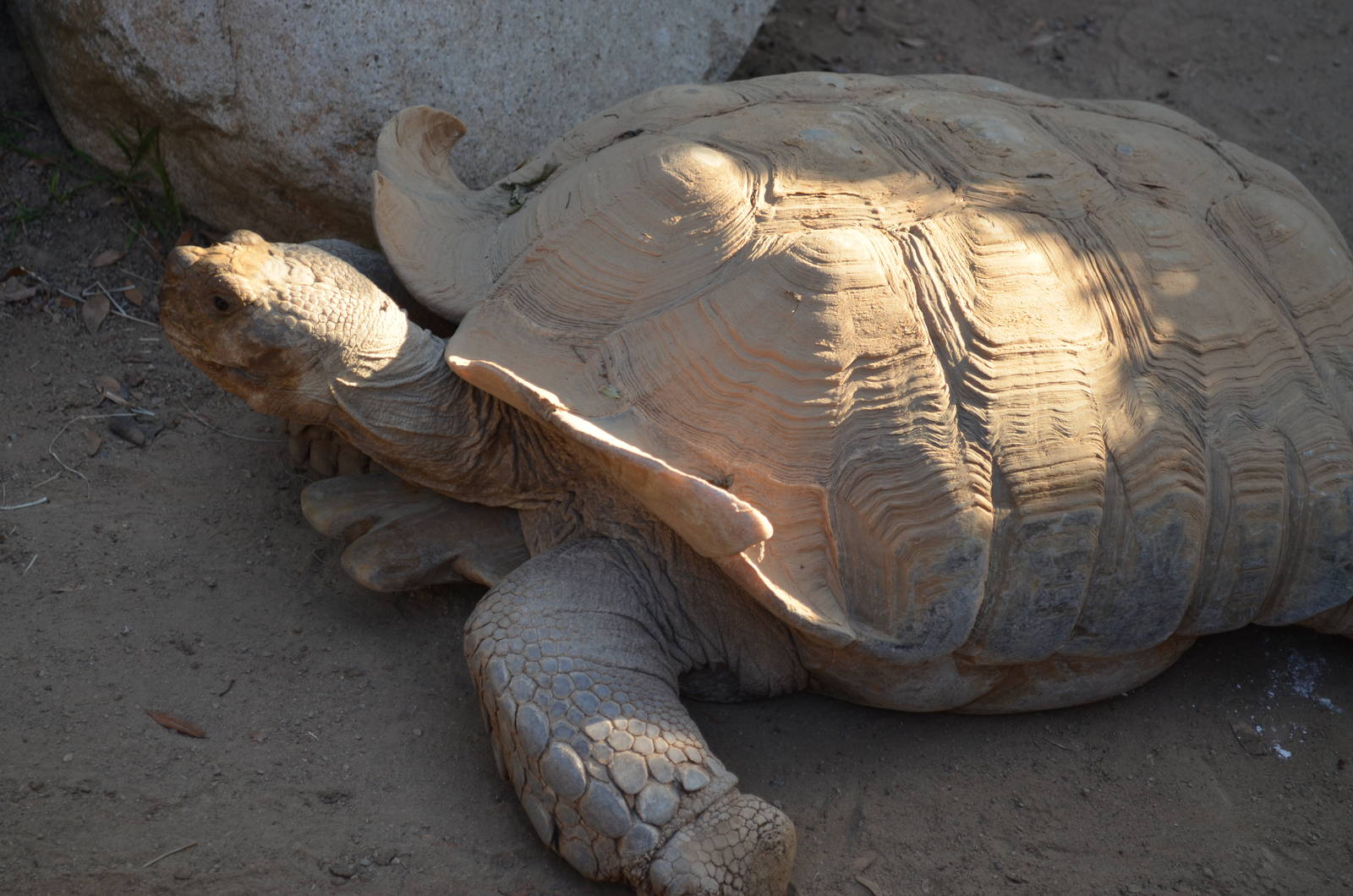 African Spurred Tortoise