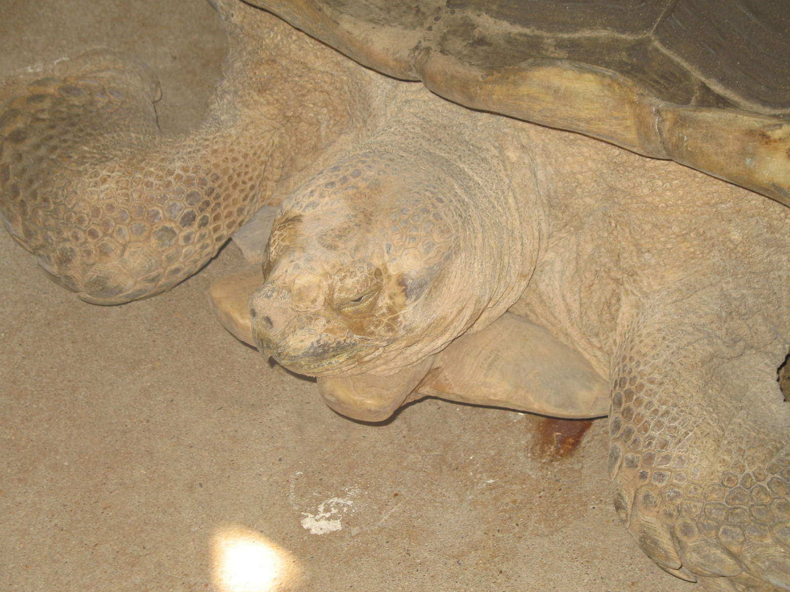 African Spurred Tortoise