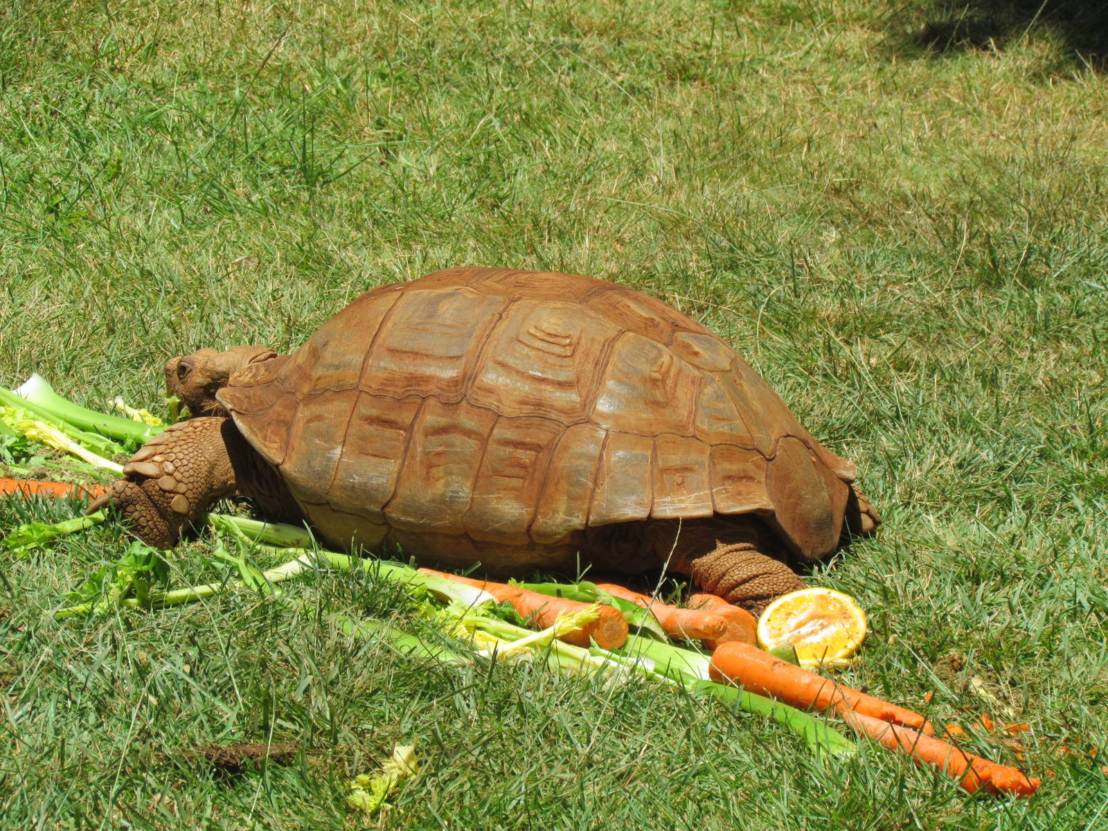 African Spurred Tortoise