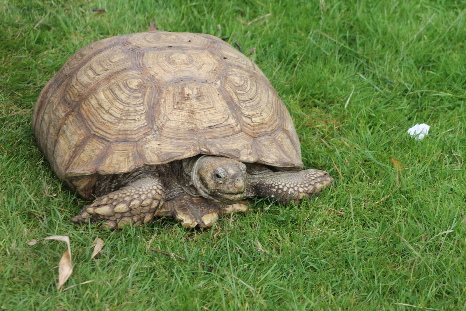 african spurred tortoise