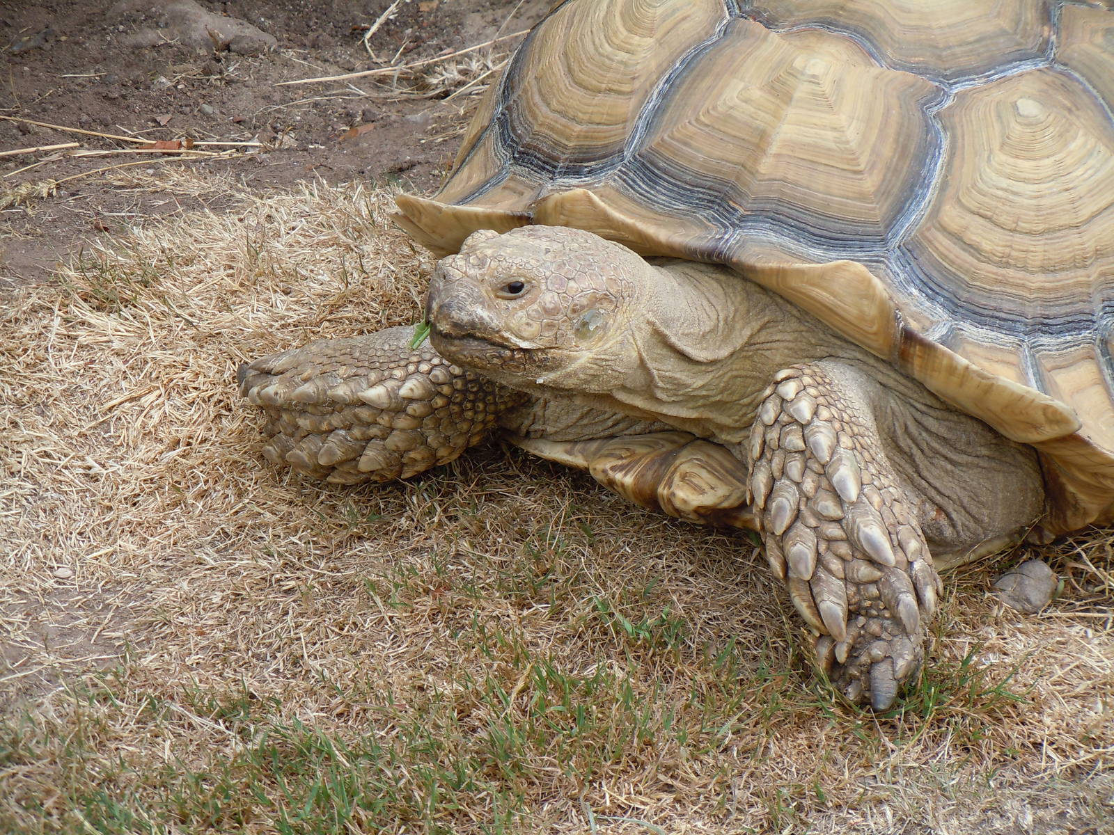African Spurred Tortoise