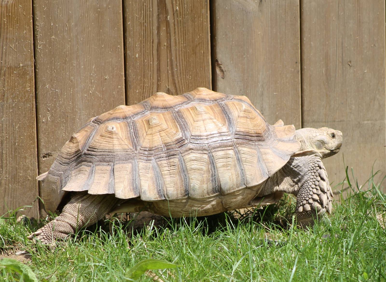 African spurred tortoise