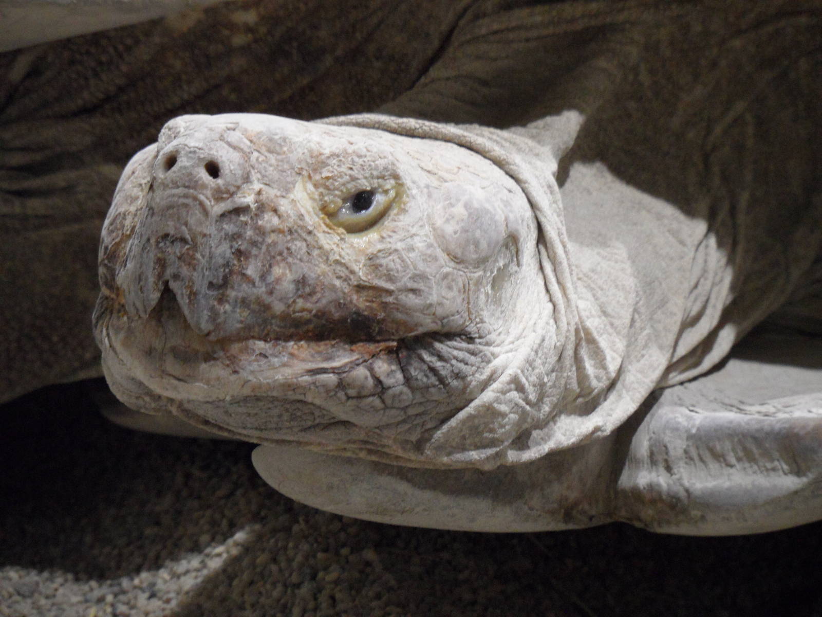 African spurred tortoise