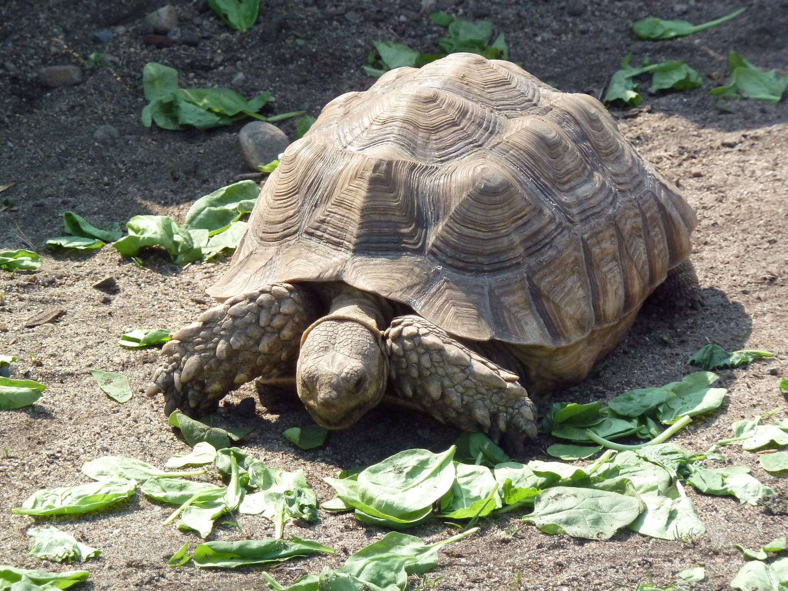 African Spurred Tortoise