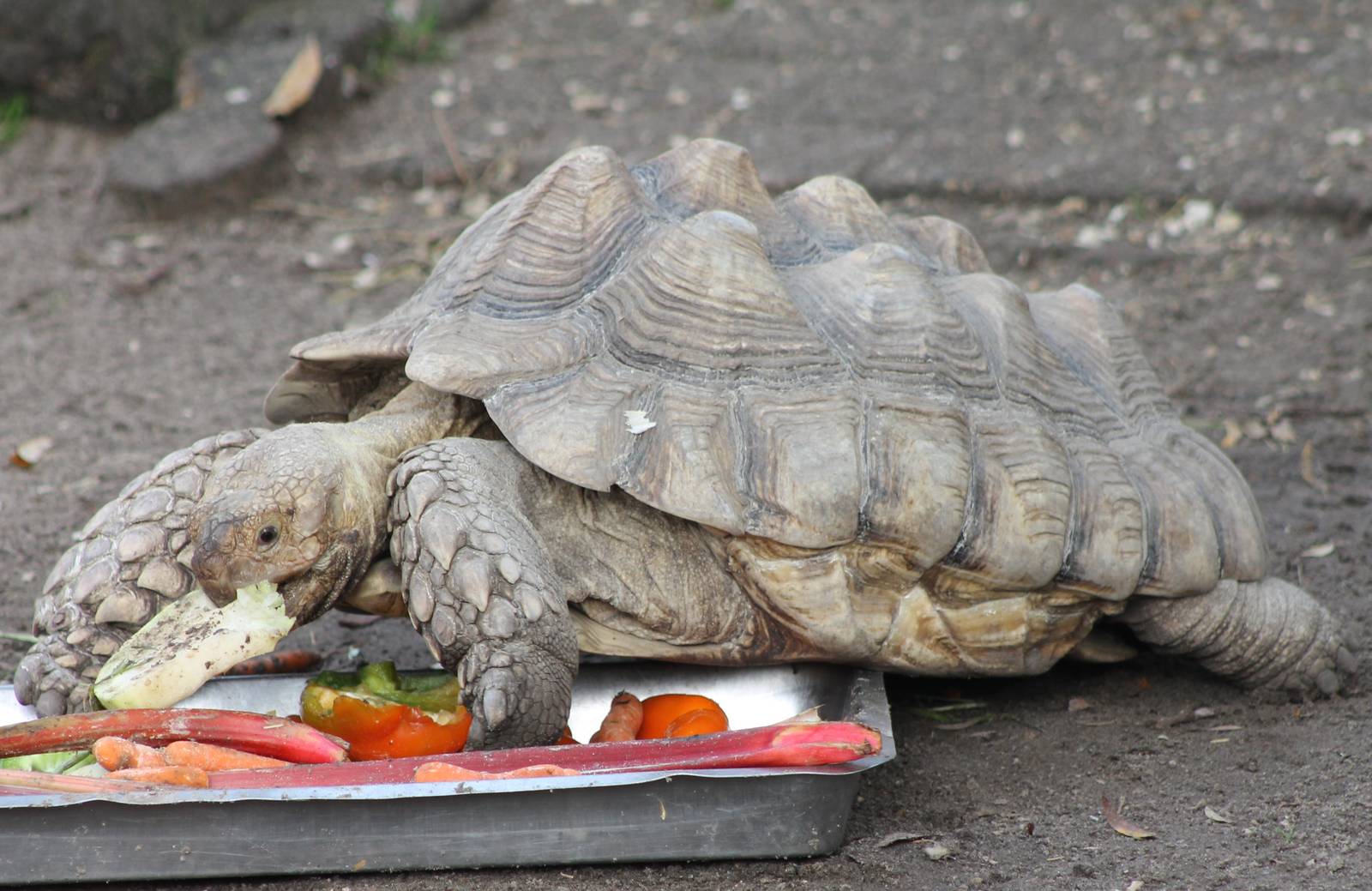 African spurred tortoise