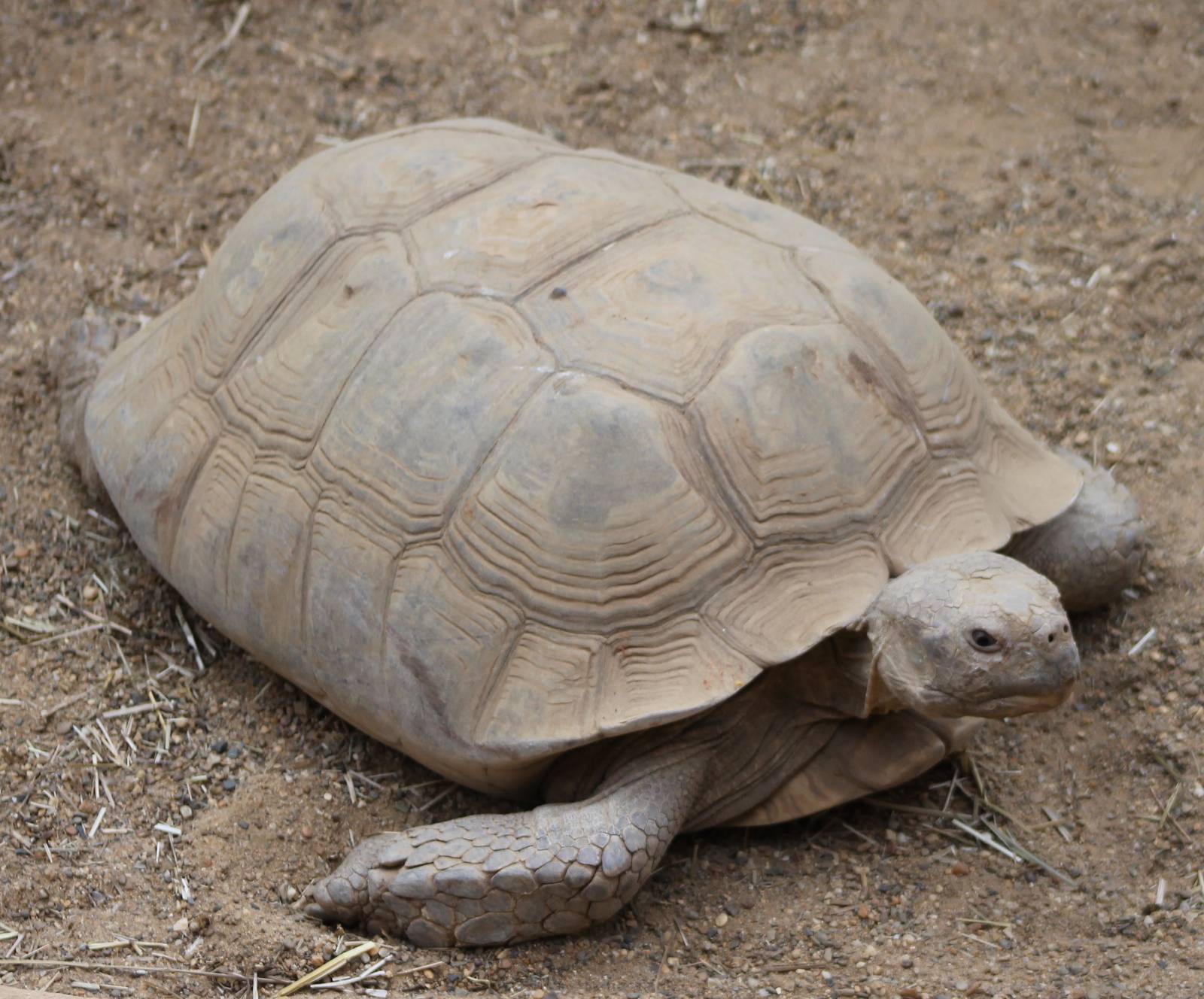 African spurred tortoise