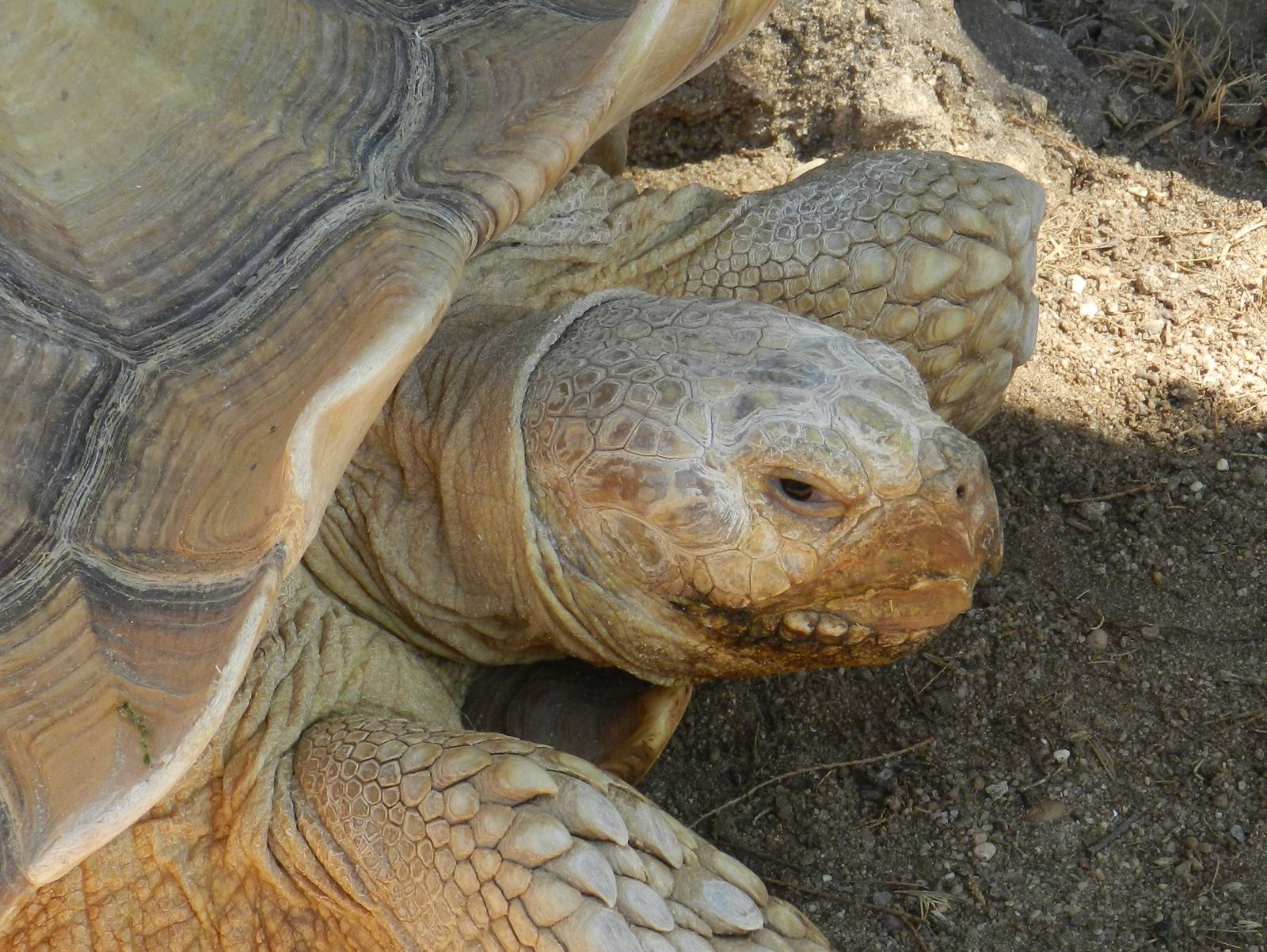 African Spurred Tortoise.
