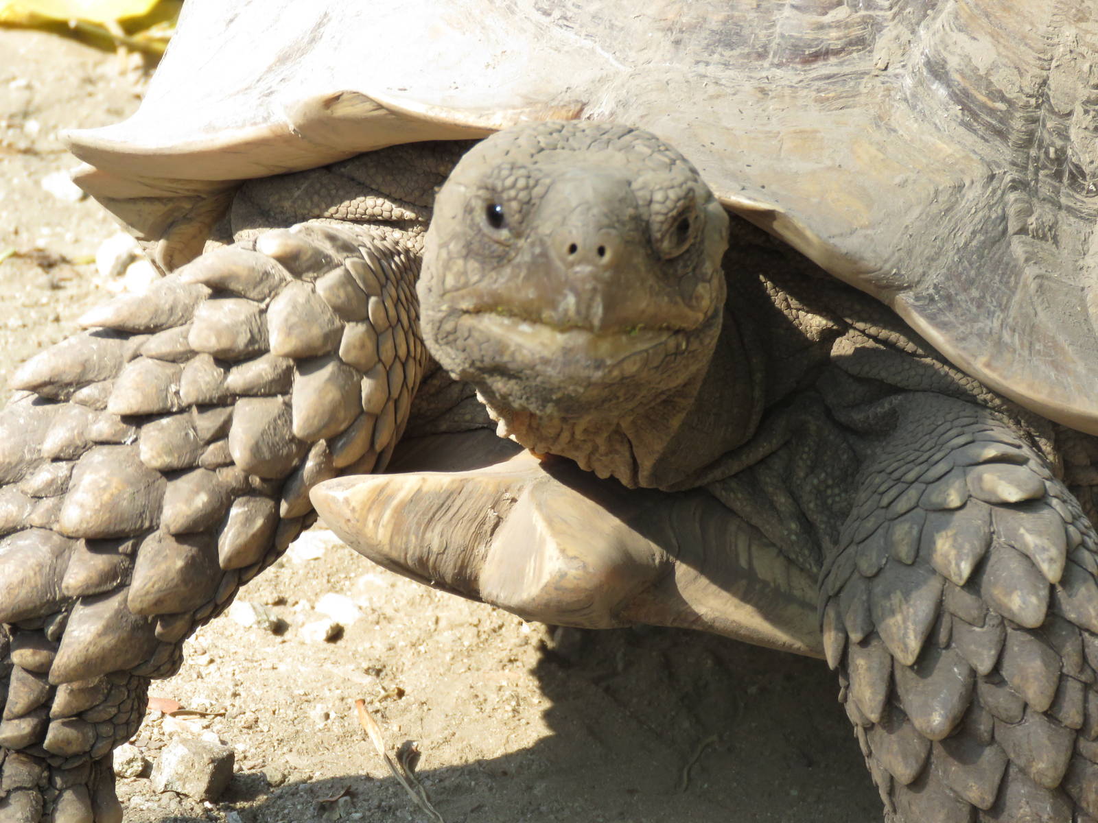 African spurred tortoise