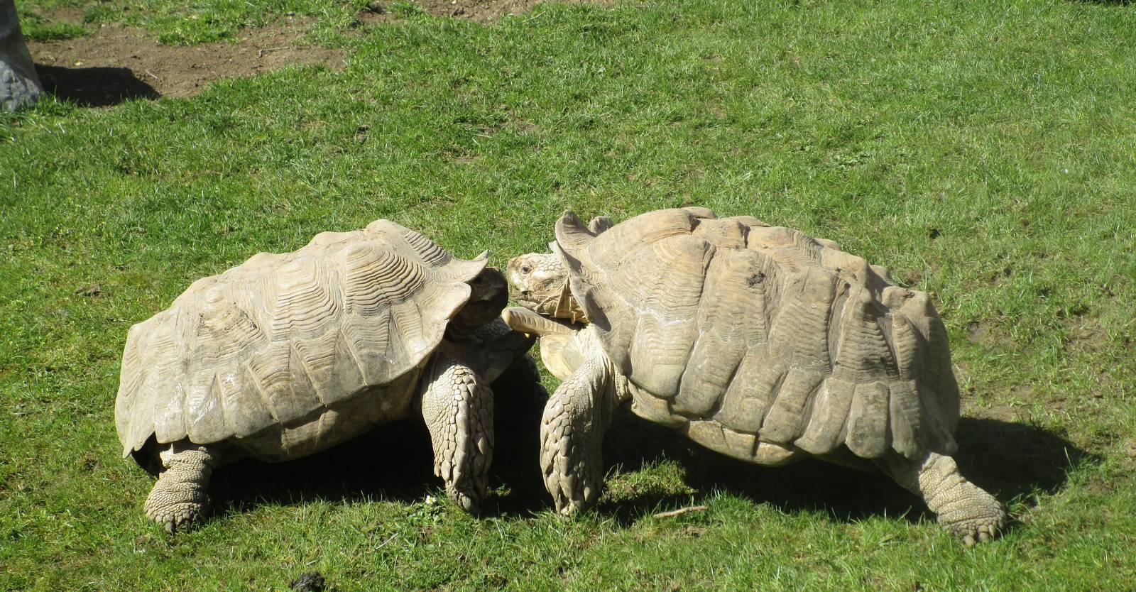 African Spurred Tortoise