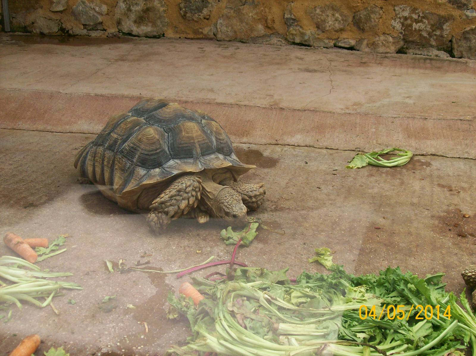 African spurred tortoise