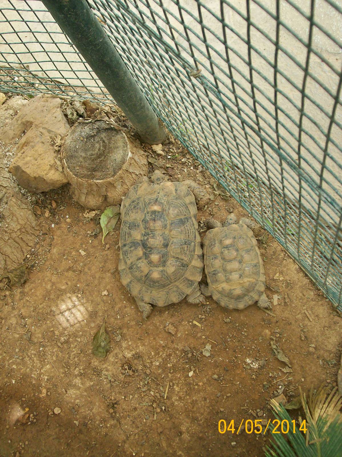 African spurred tortoise