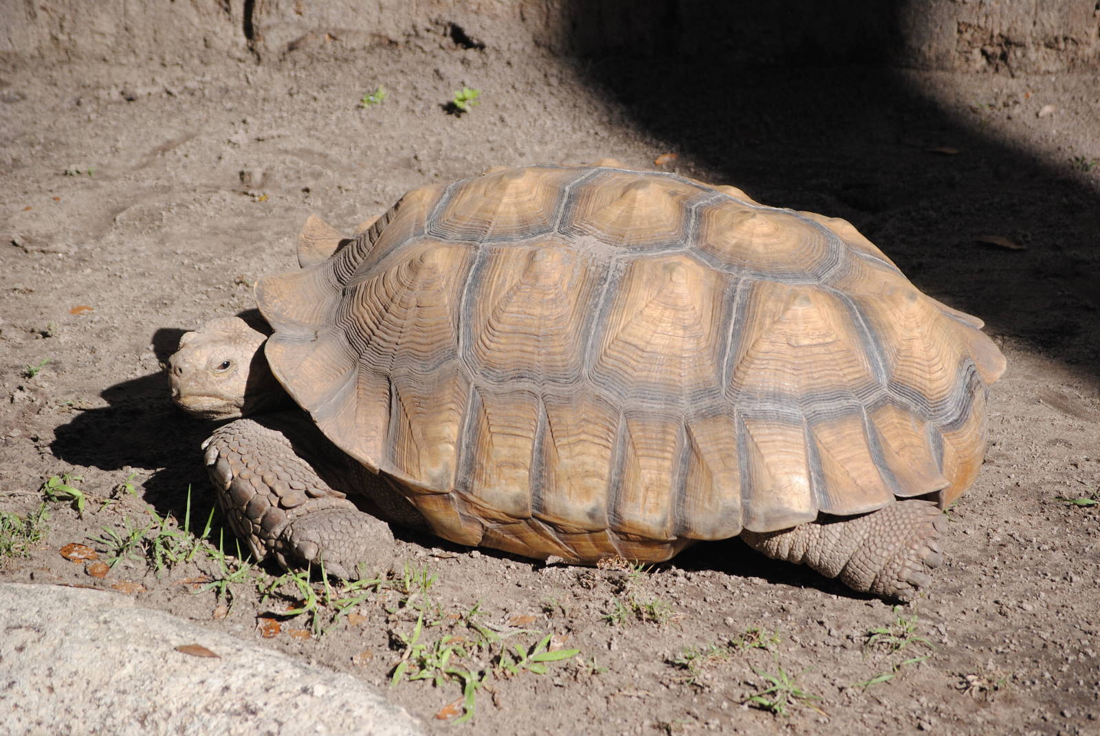 African Spurred Tortoise