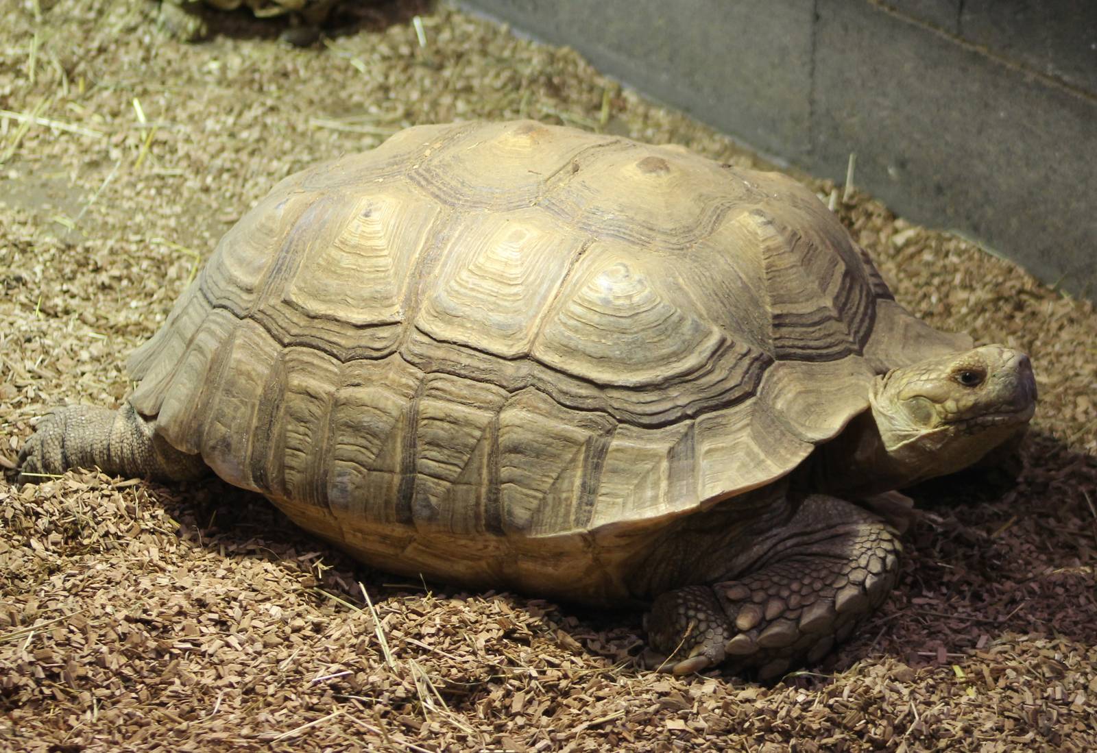 African spurred tortoise