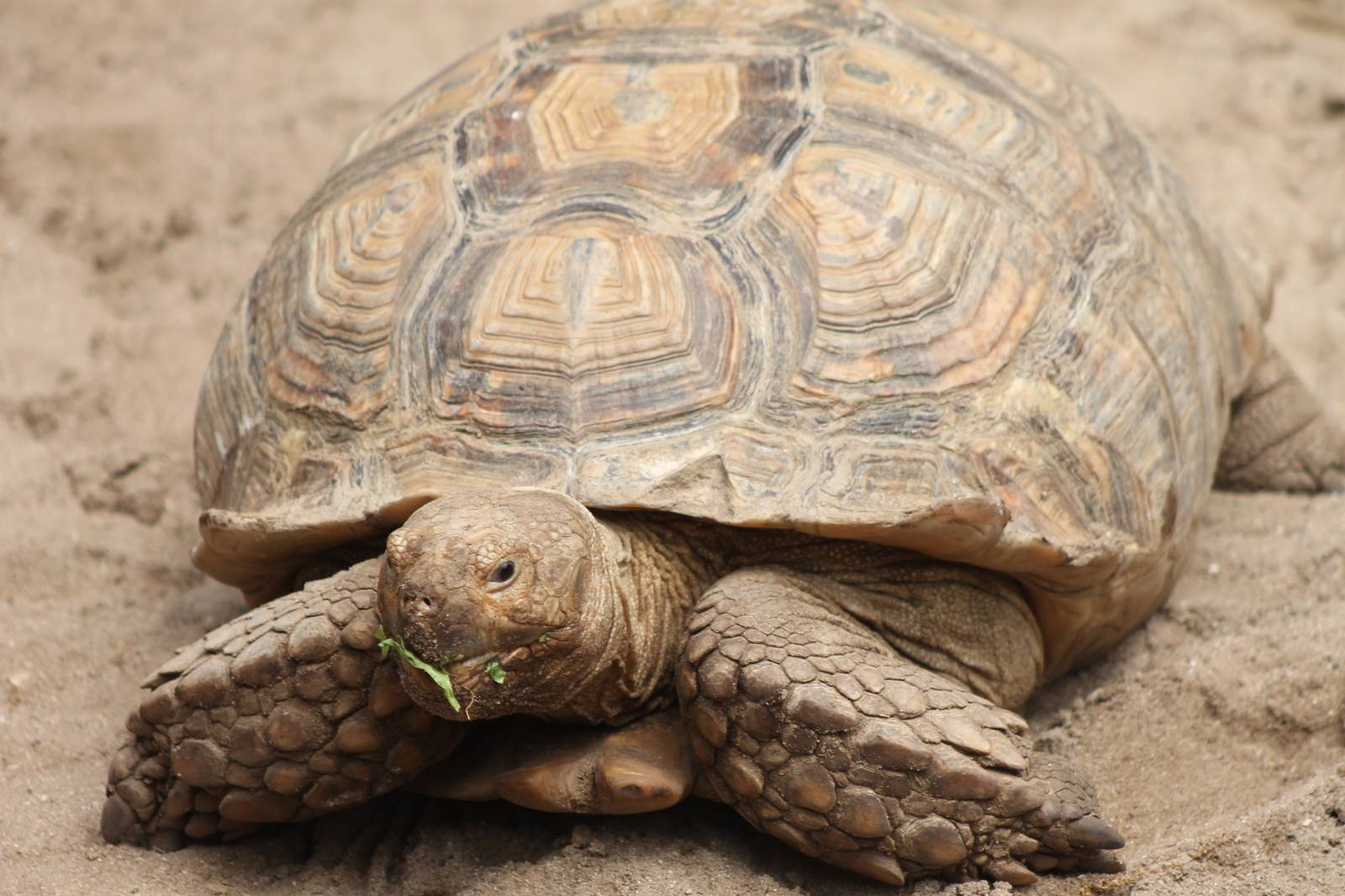 African spurred tortoise