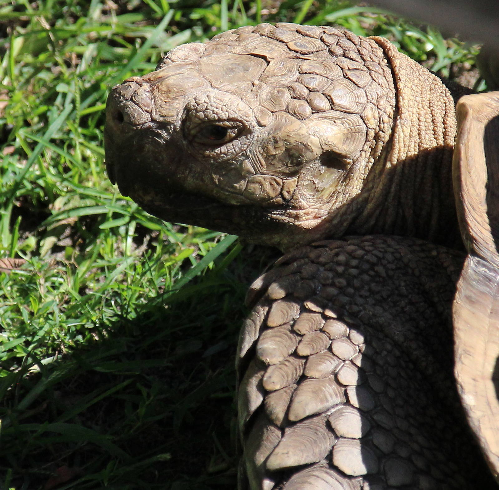 African spurred tortoise