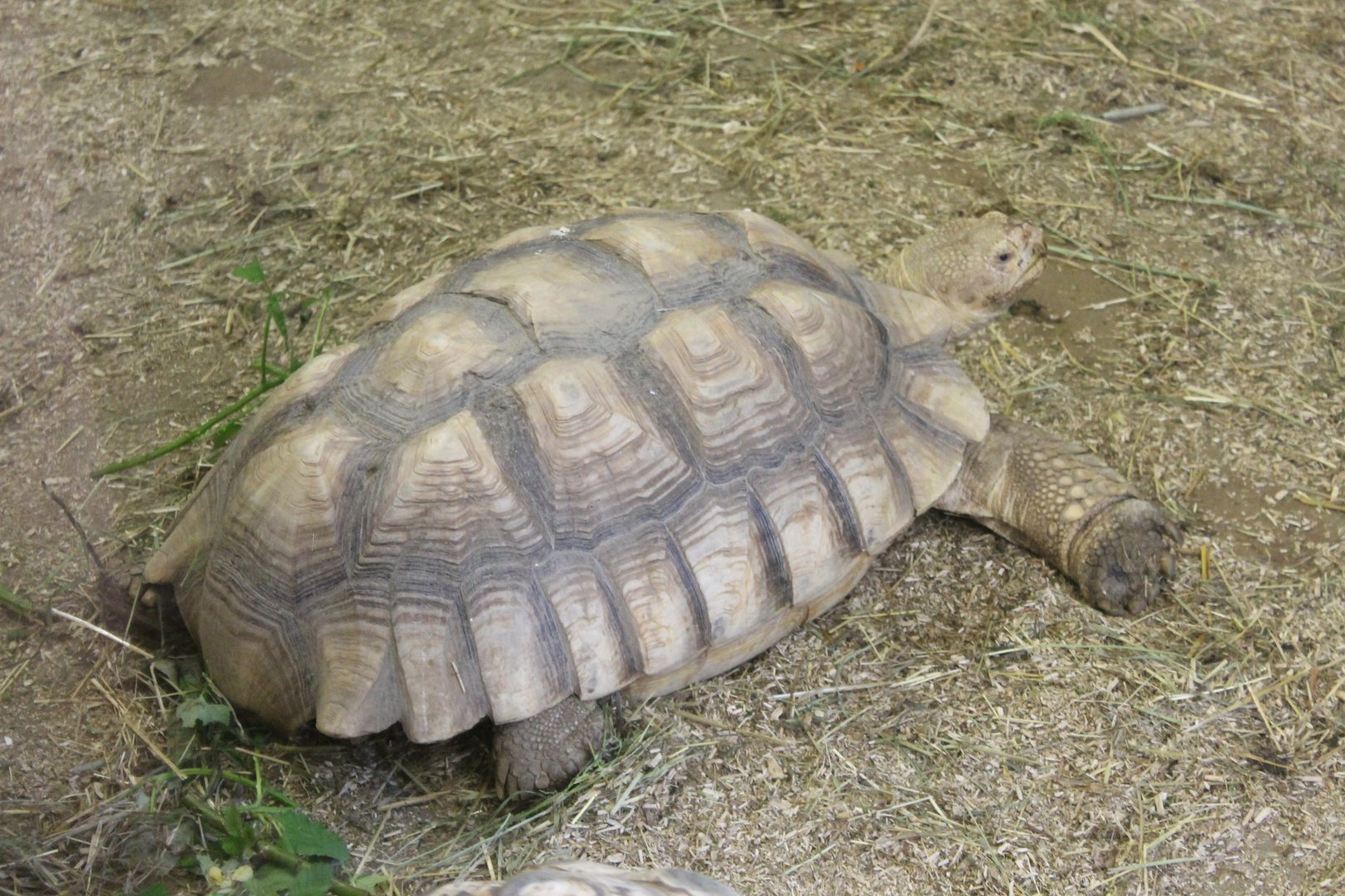 African spurred tortoise