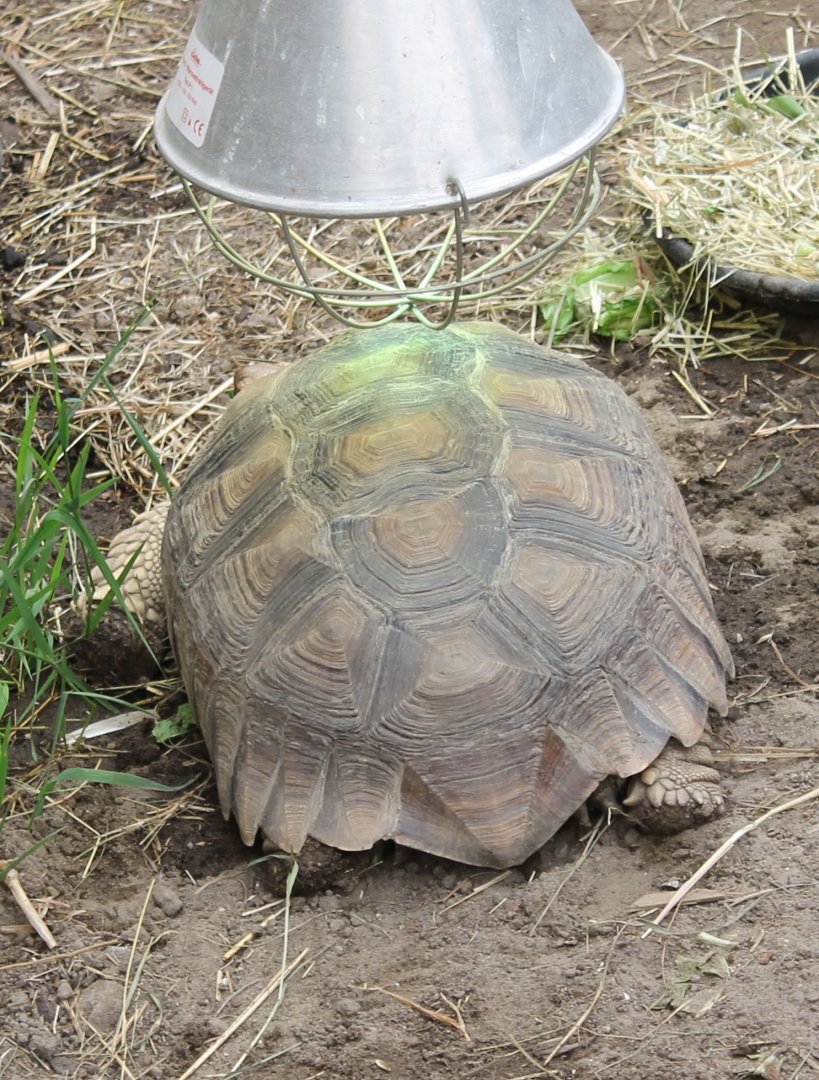 African spurred tortoise