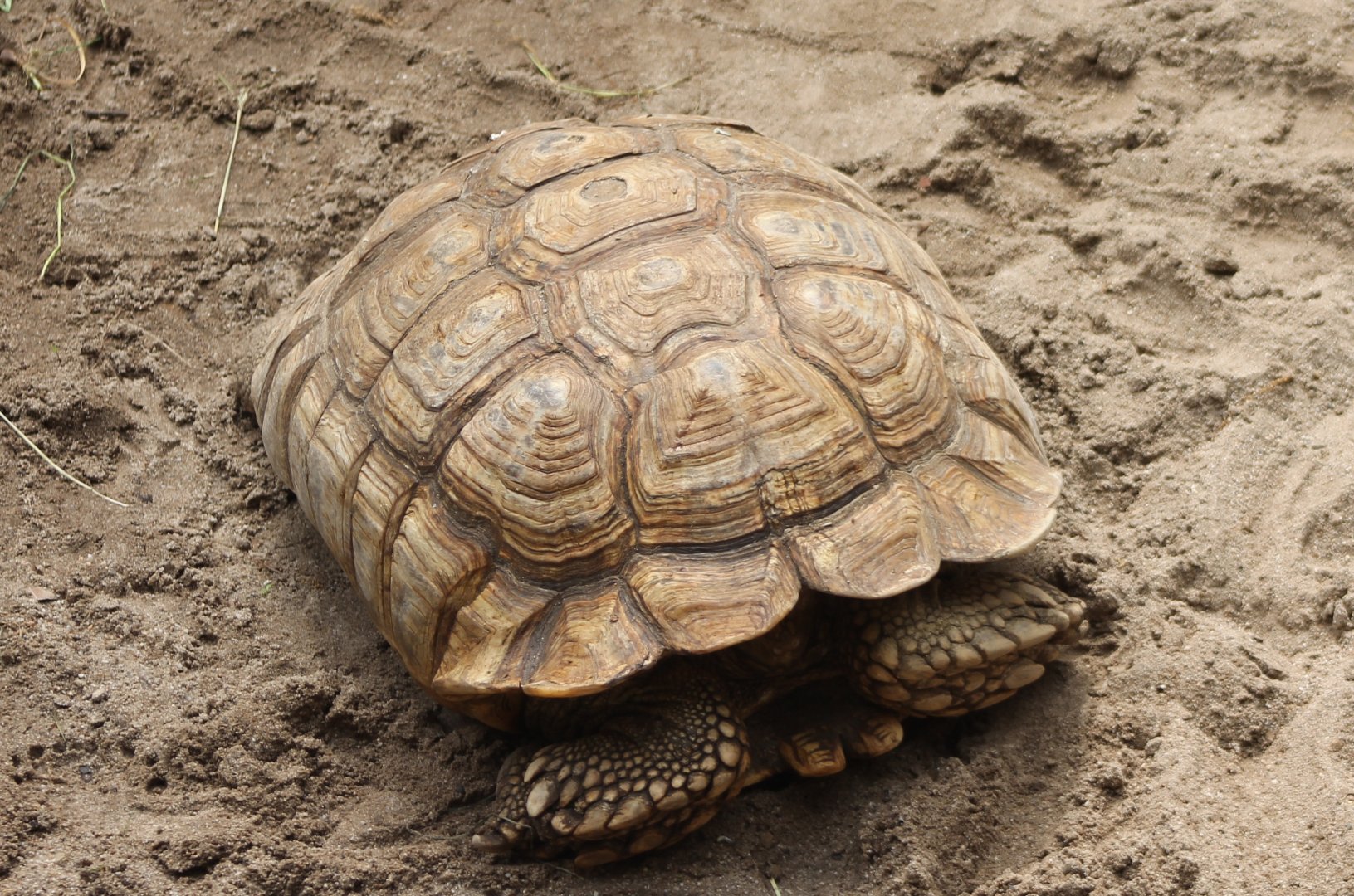 African spurred tortoise