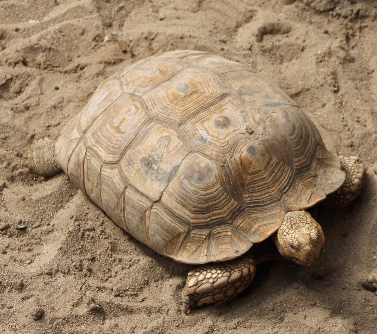 African spurred tortoise