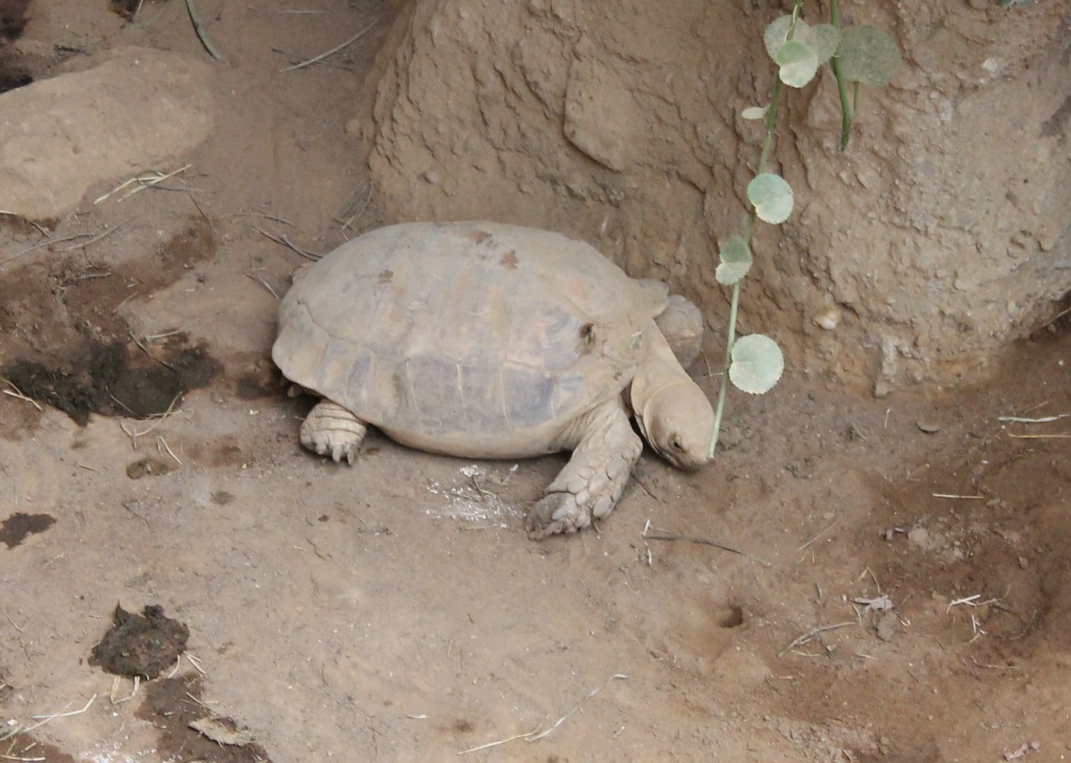 African spurred tortoise