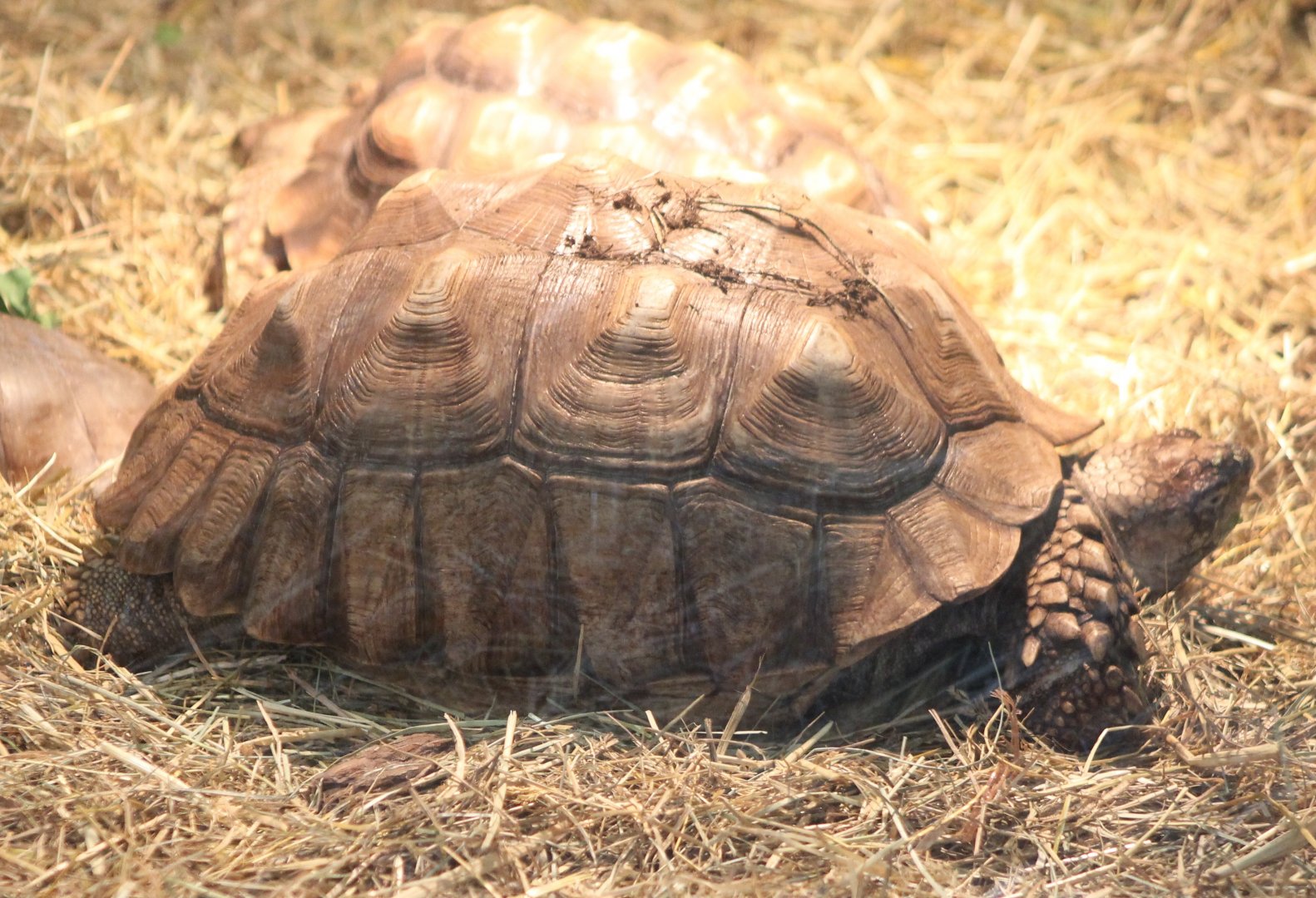 African spurred tortoise