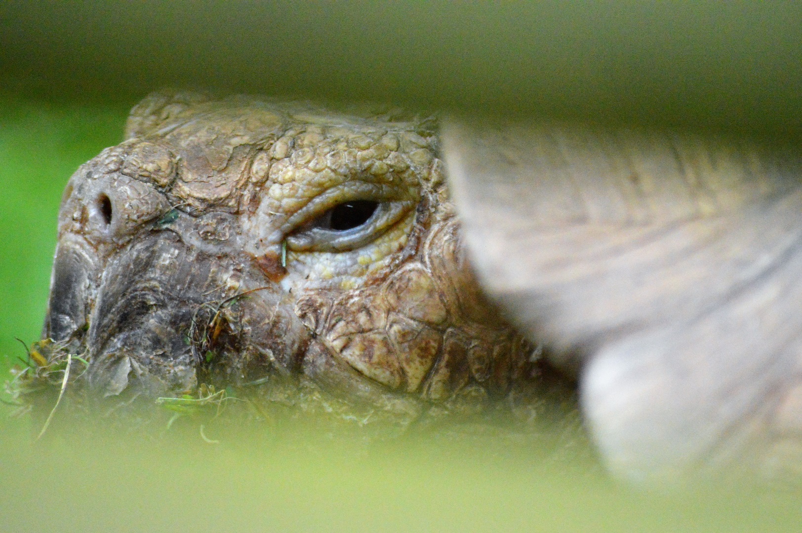 African spurred tortoise