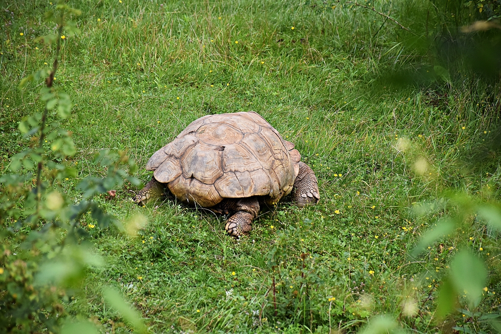 African spurred tortoise