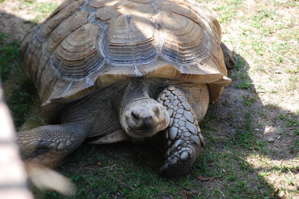 African Spurred Tortoise