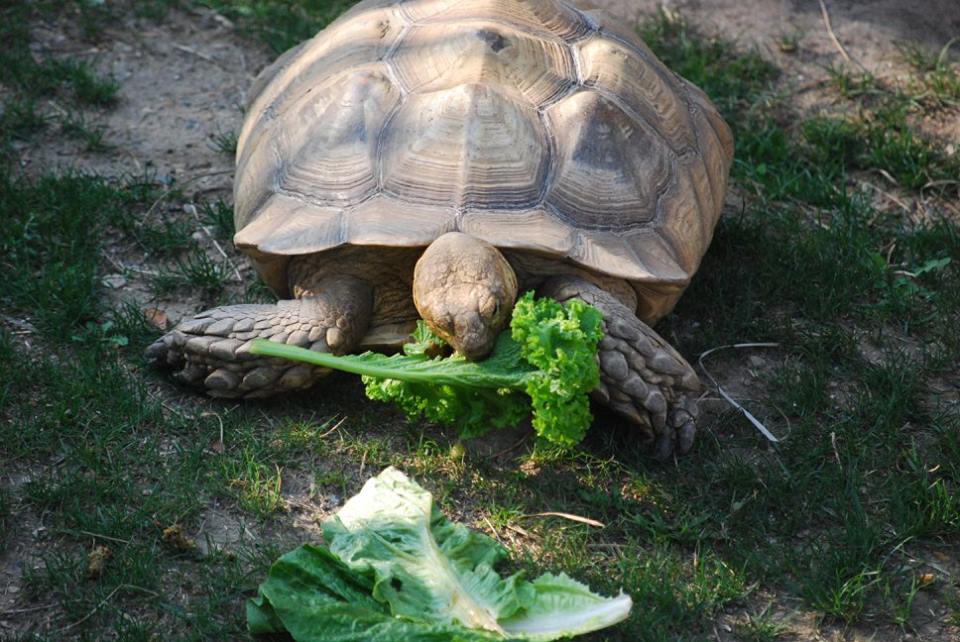 African Spurred Tortoise