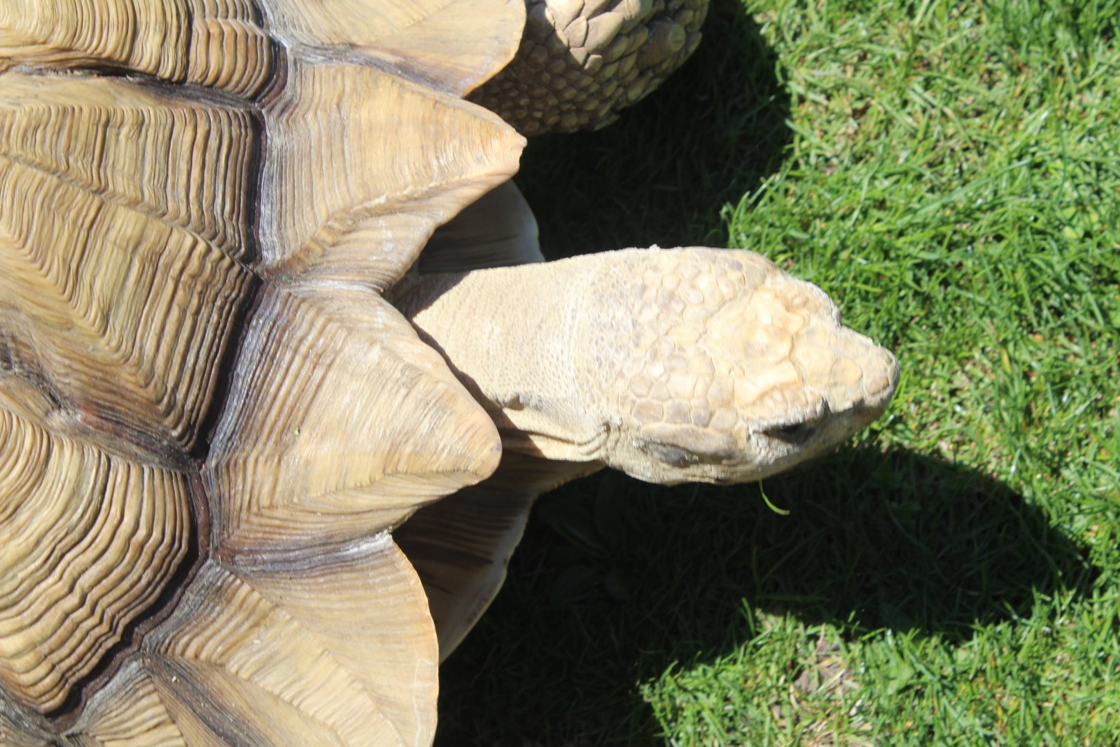 African Spurred Tortoise