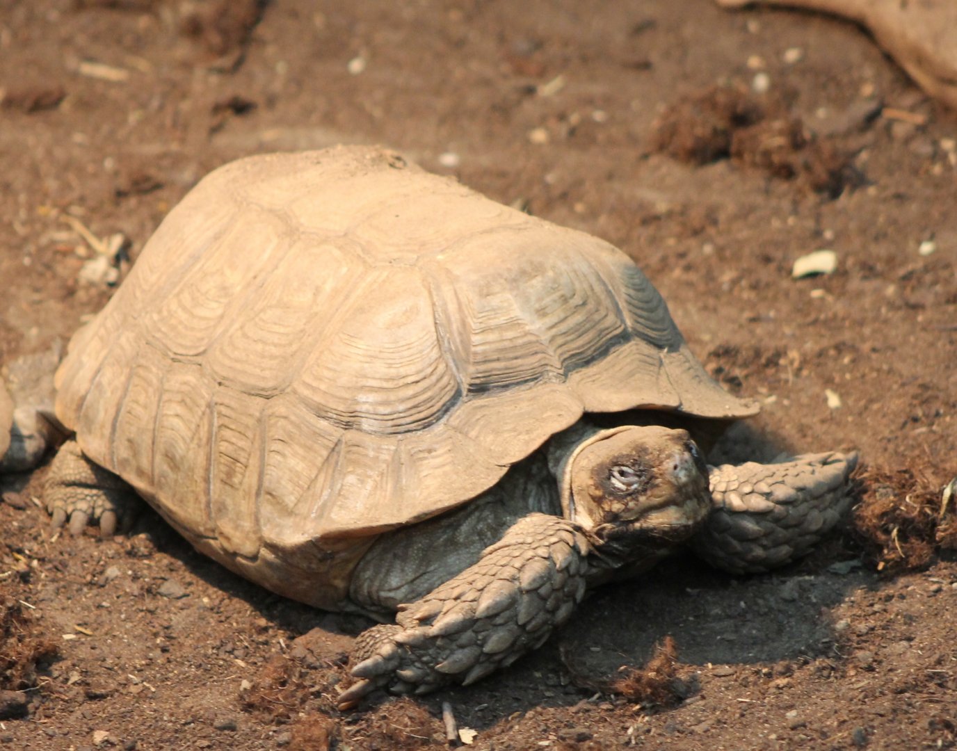 African spurred tortoise