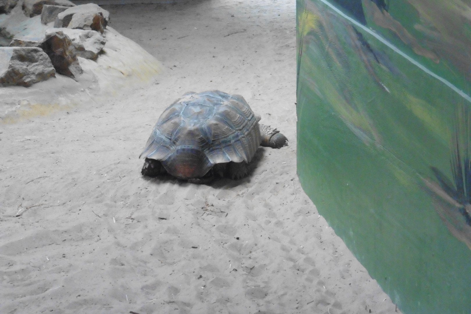 African Spurred Tortoise