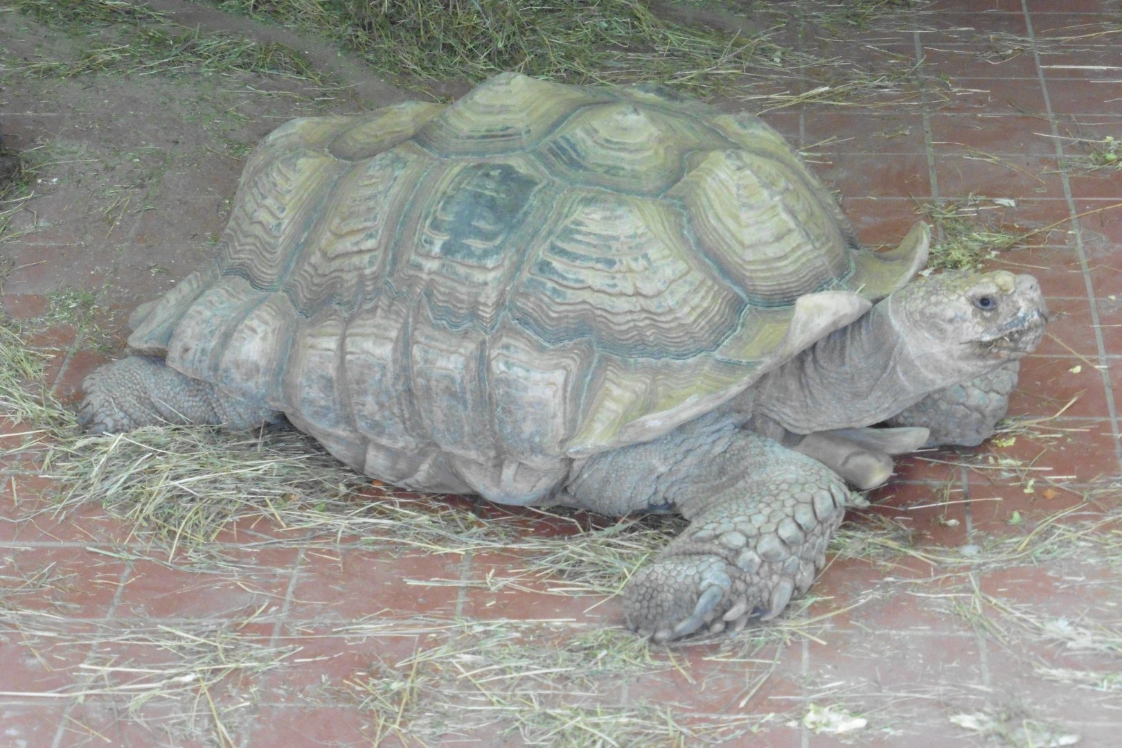African Spurred Tortoise