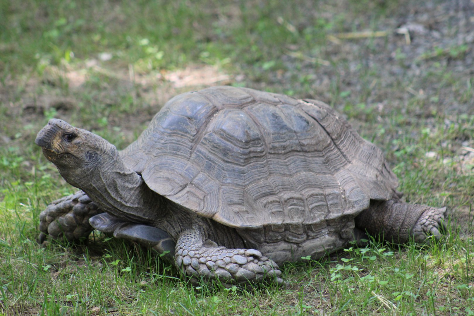 African Spurred Tortoise