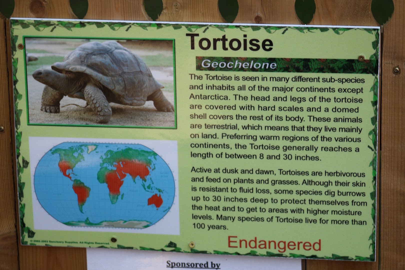 African Spurred Tortoise