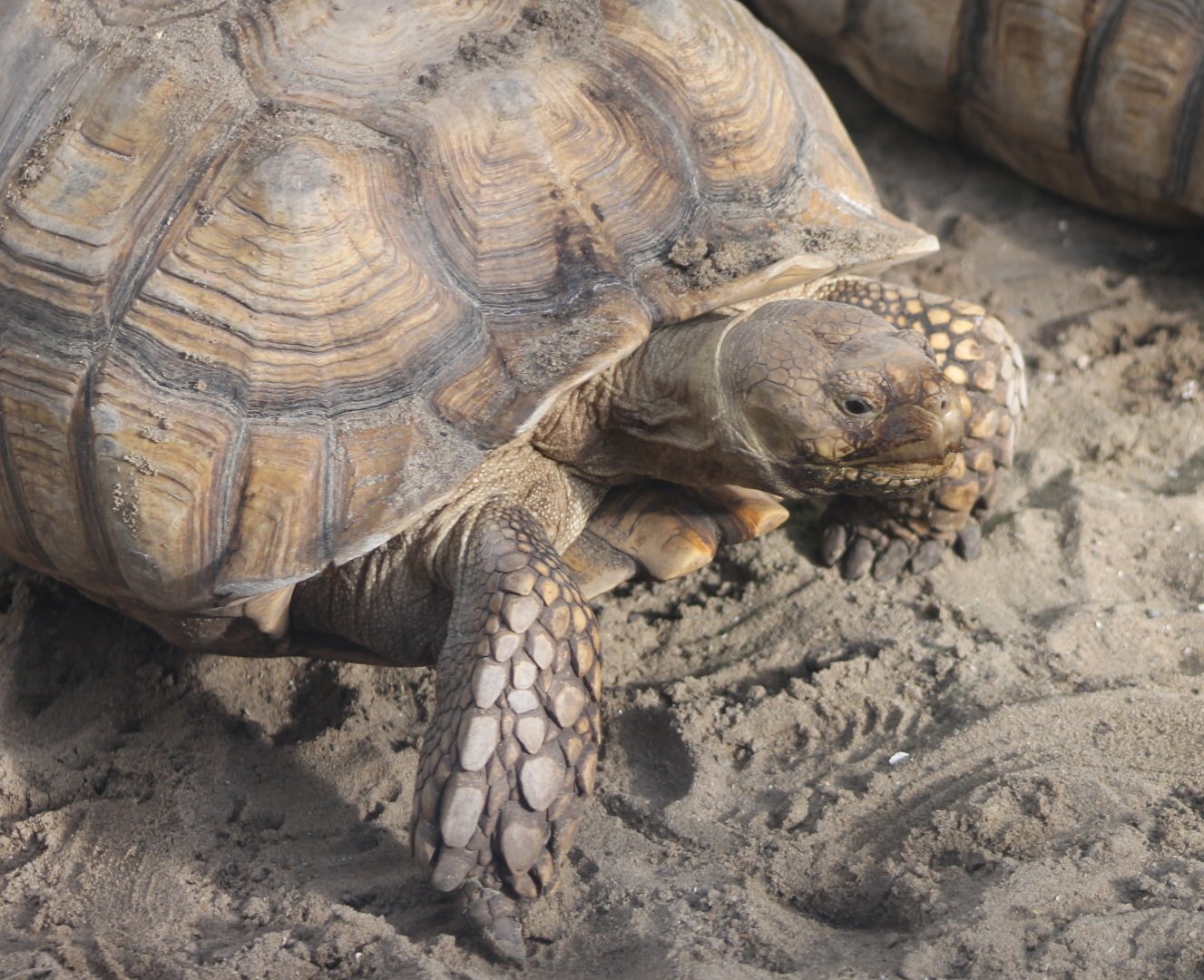 African spurred tortoise