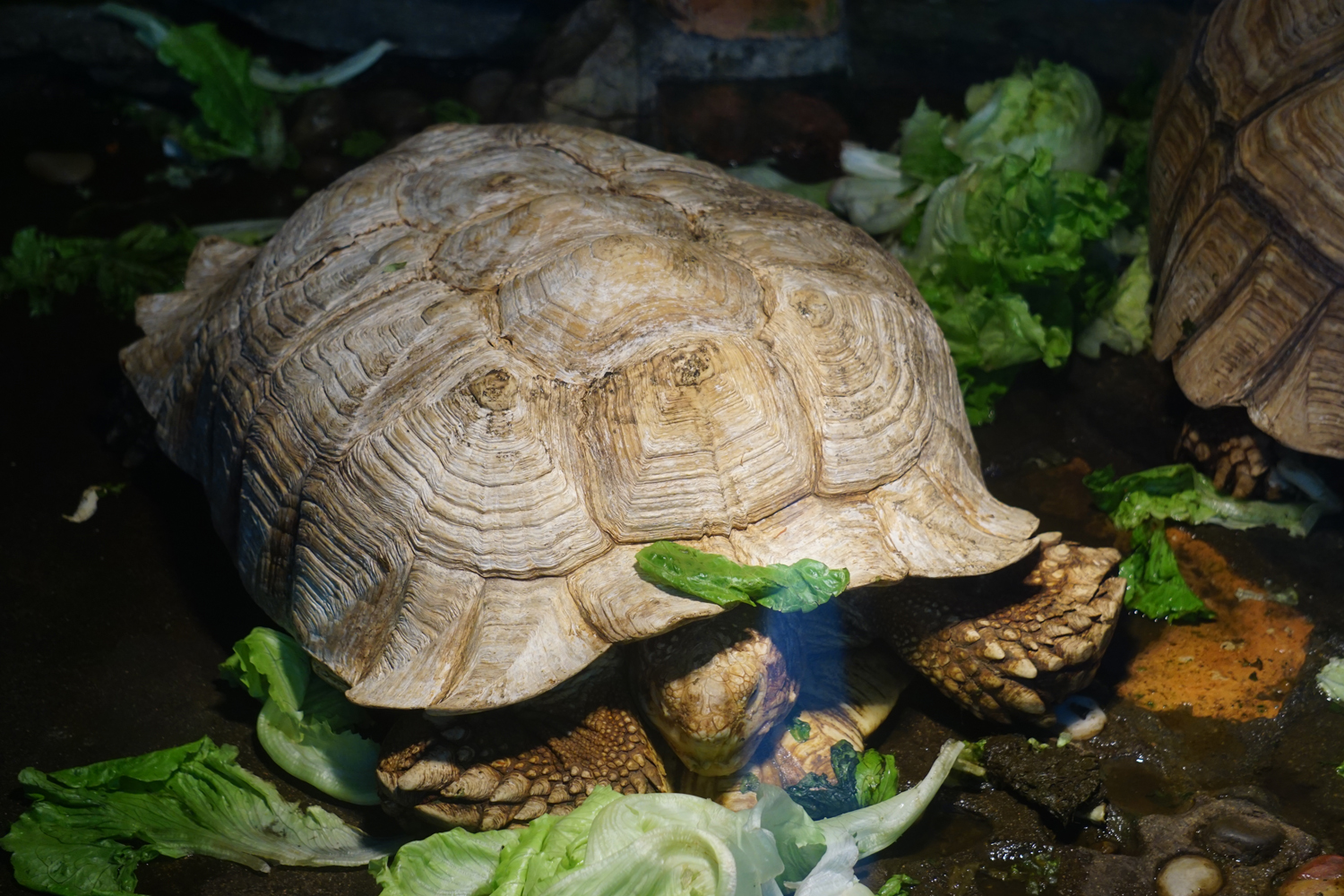 African spurred tortoise
