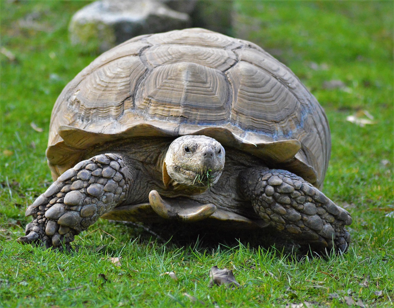 African spurred tortoise
