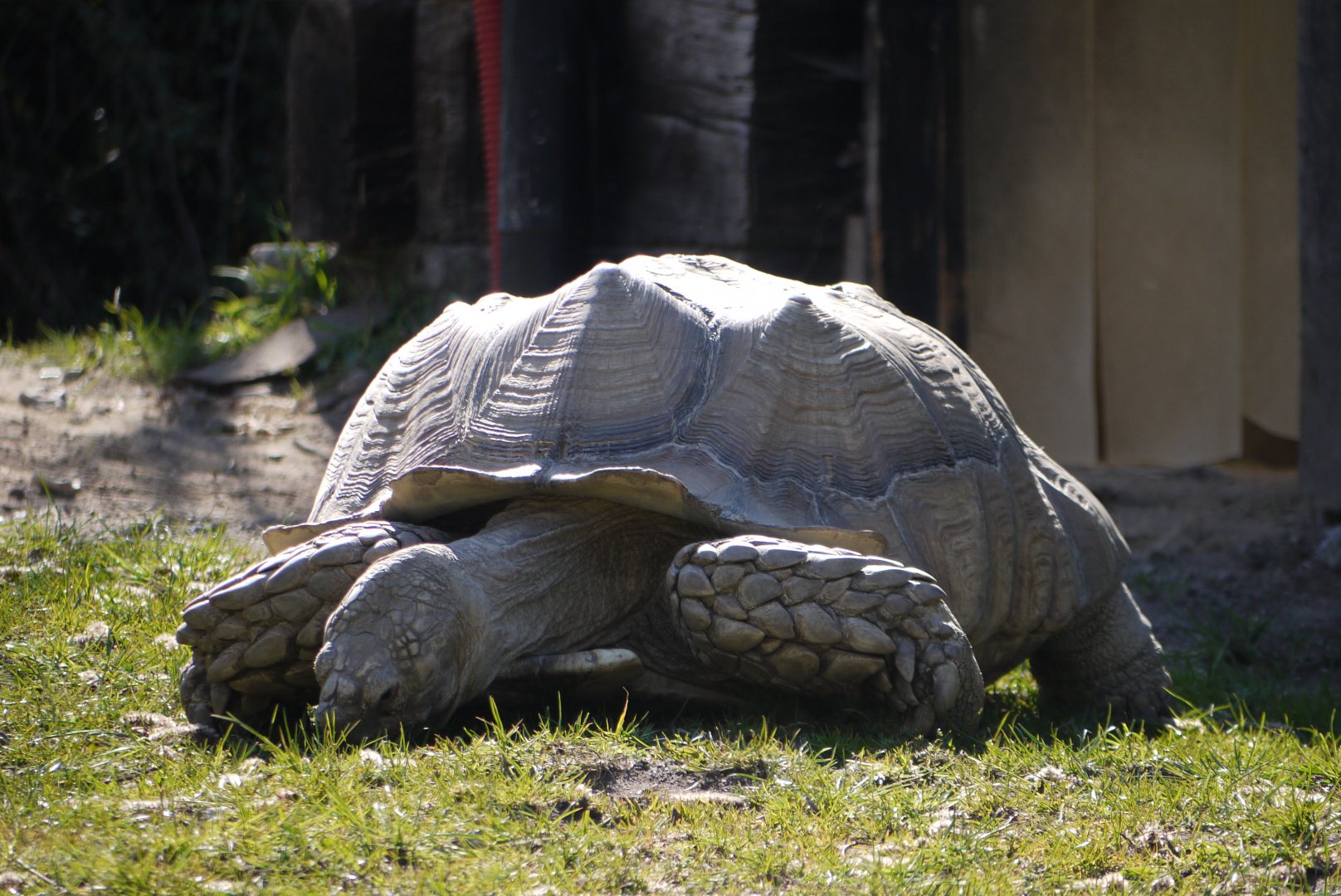 African Spurred Tortoise