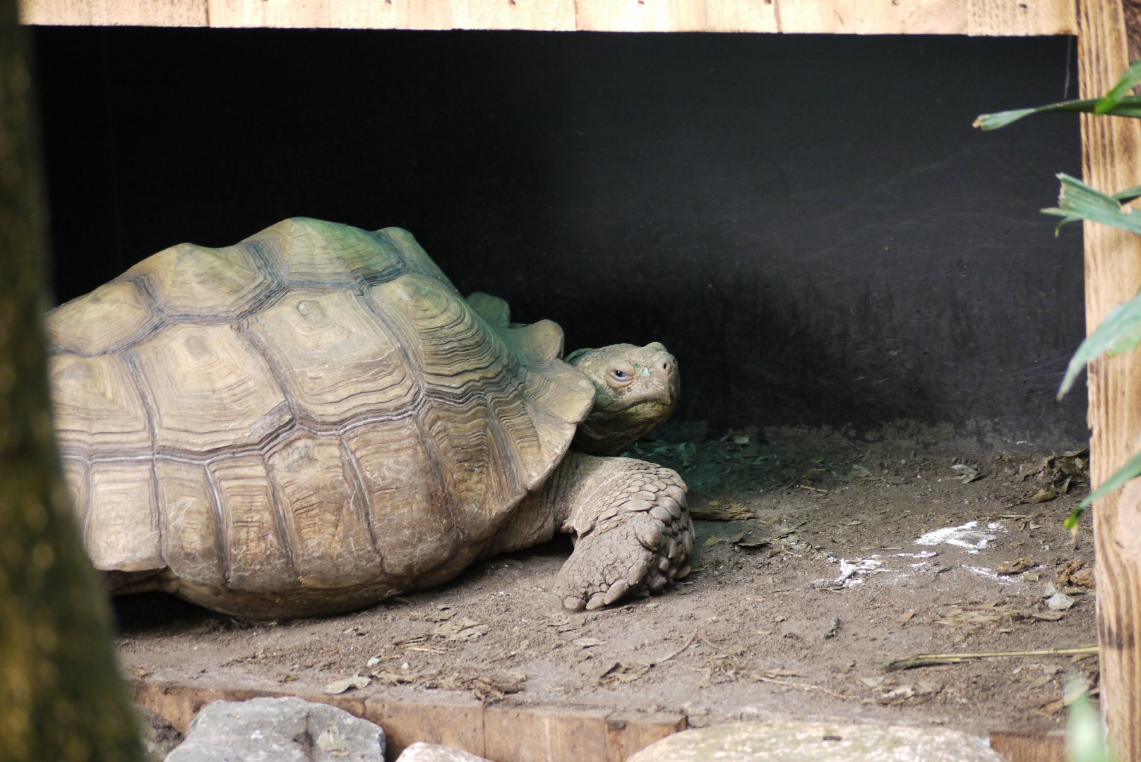 African Spurred Tortoise