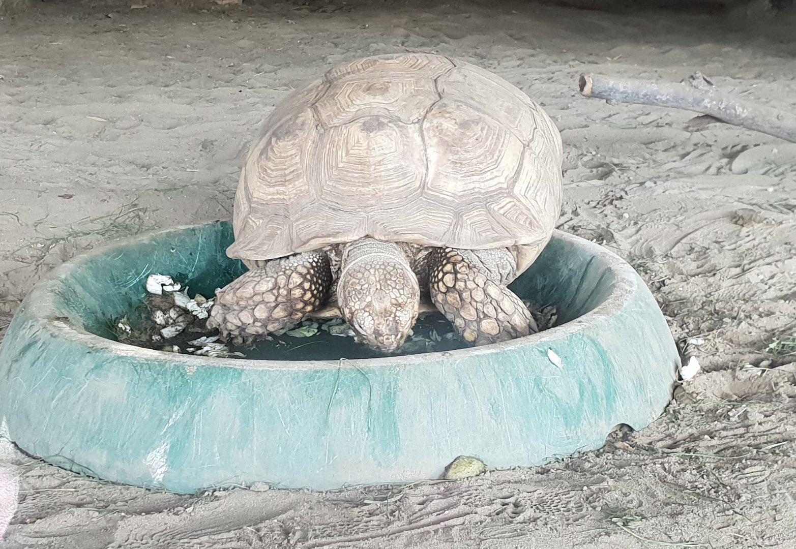 African spurred tortoise
