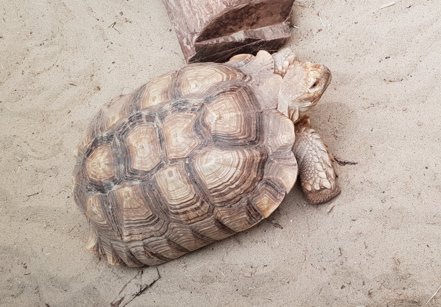 African spurred tortoise