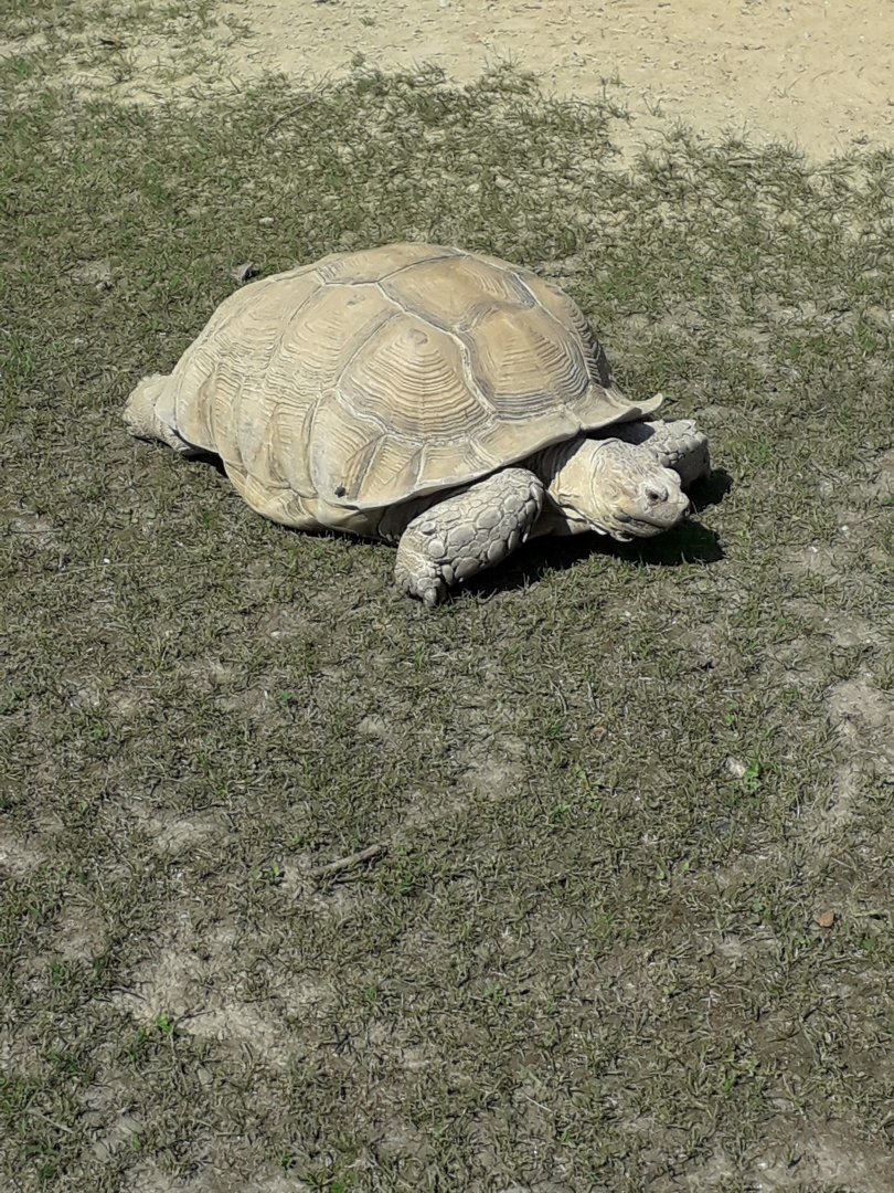 African spurred tortoise