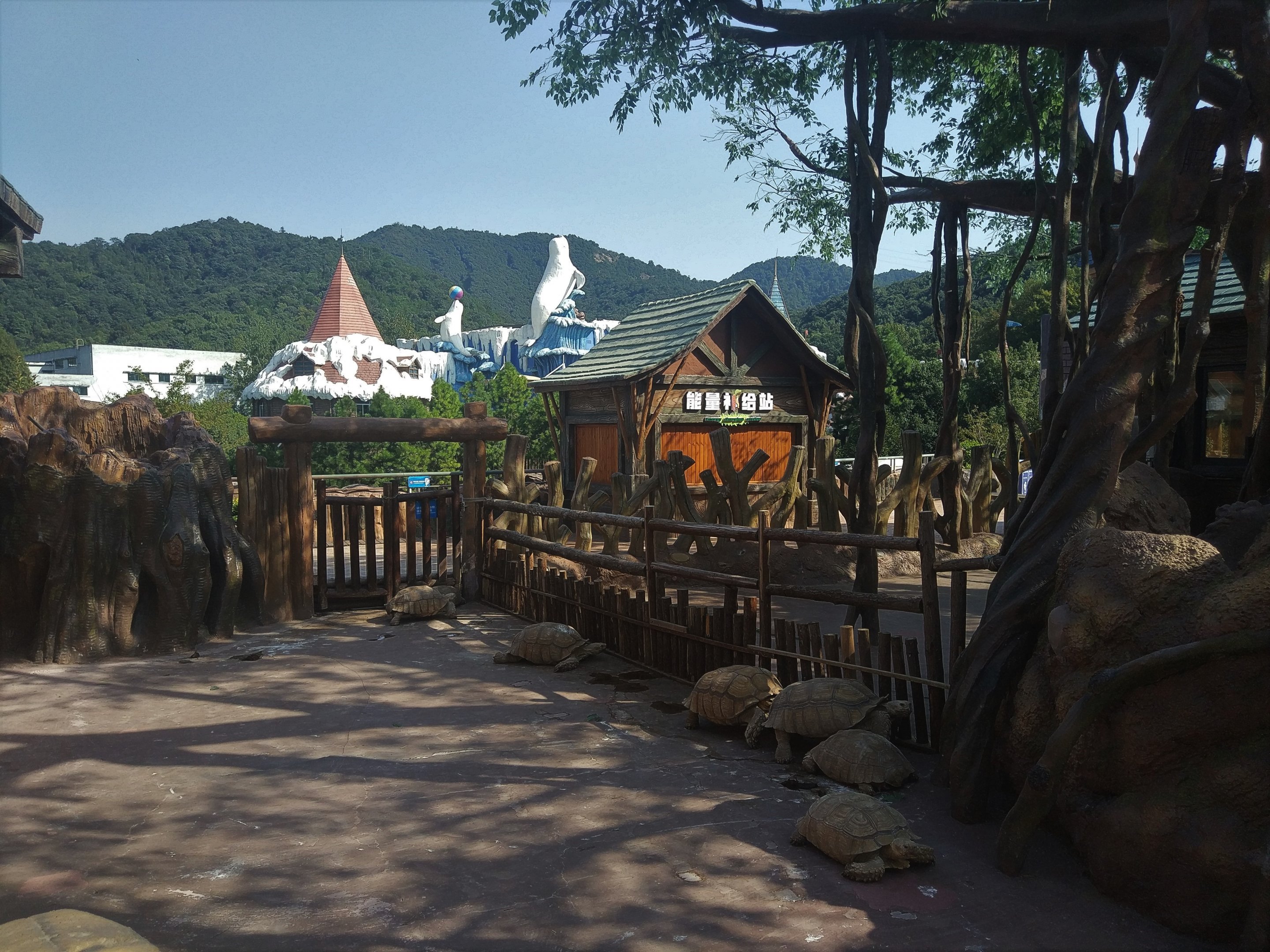 African Spurred Tortoise