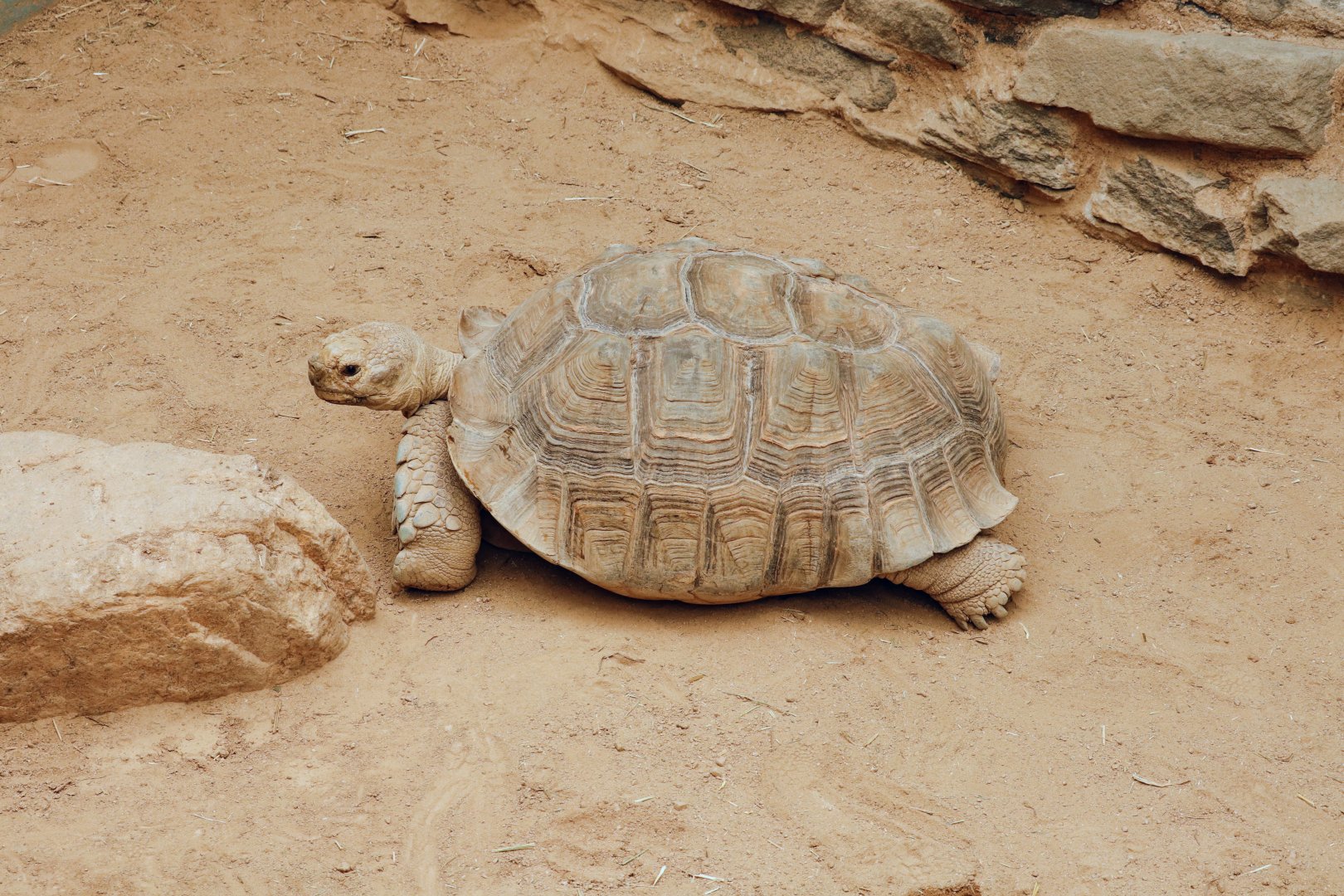 African Spurred Tortoise