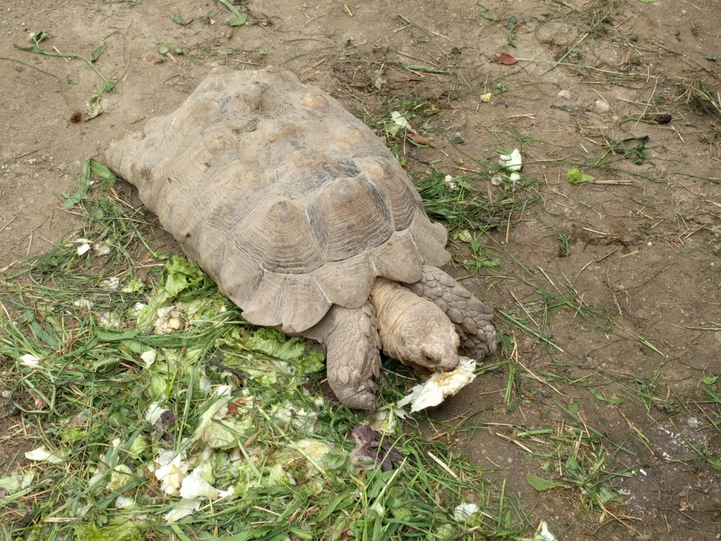 African spurred tortoise