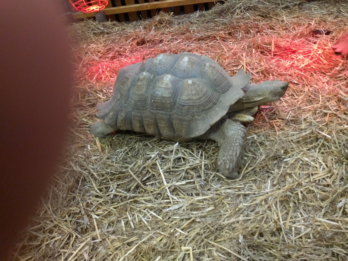 African spurred Tortoise