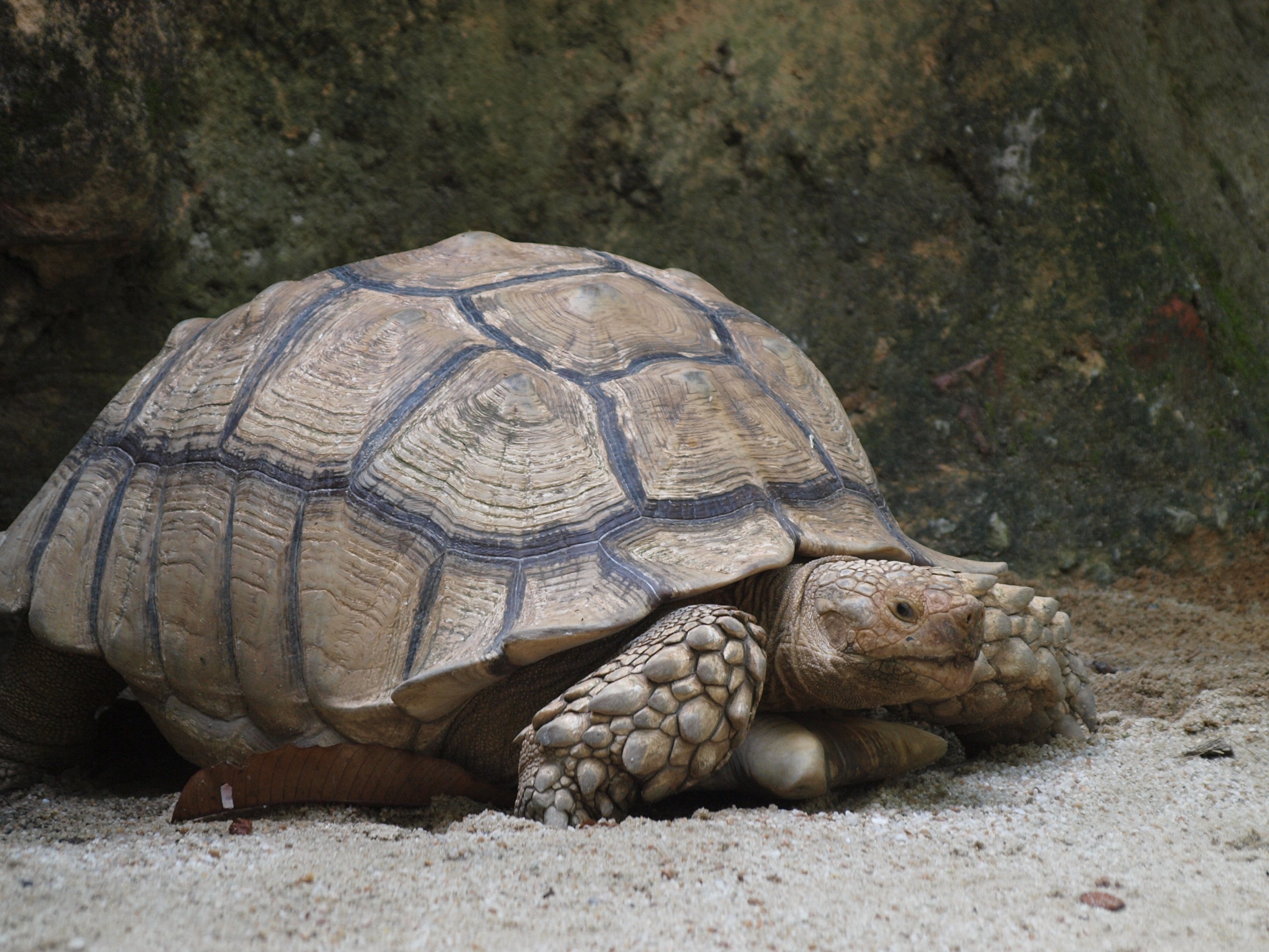 African Spurred tortoise