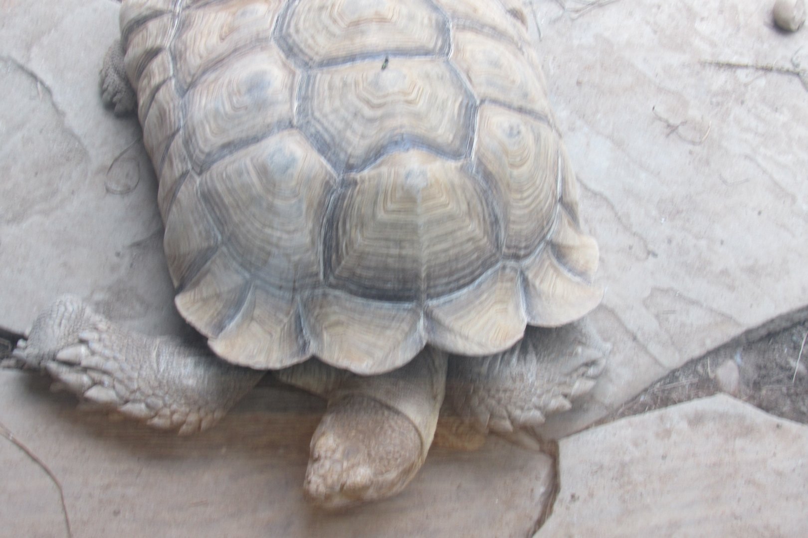 African spurred tortoise